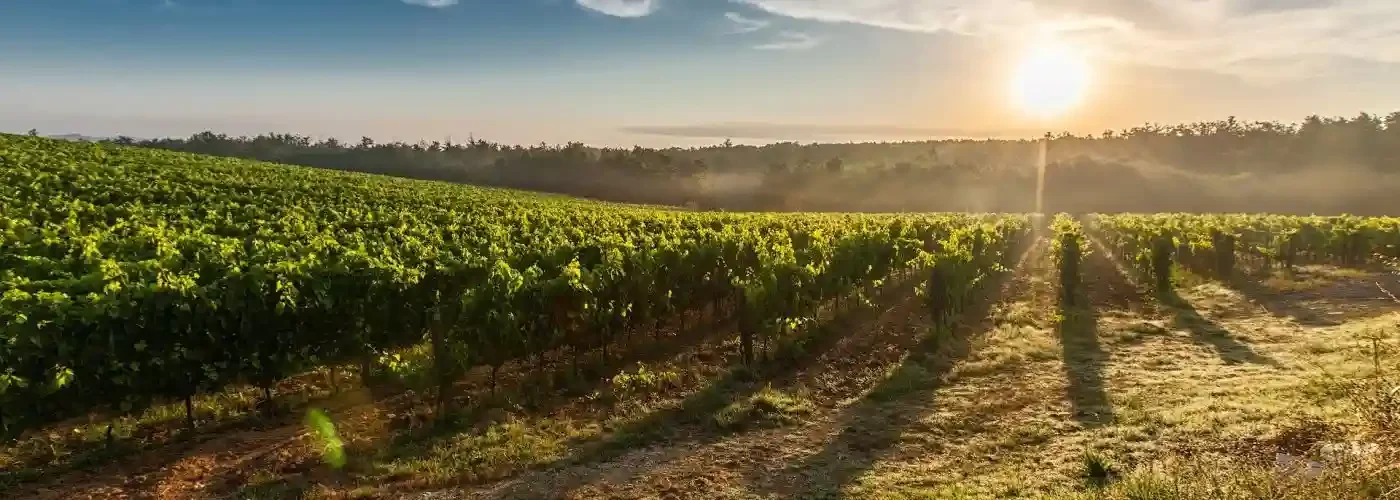 vineyard1